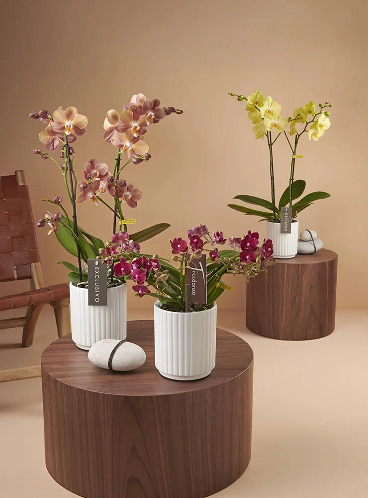 Opti-flor