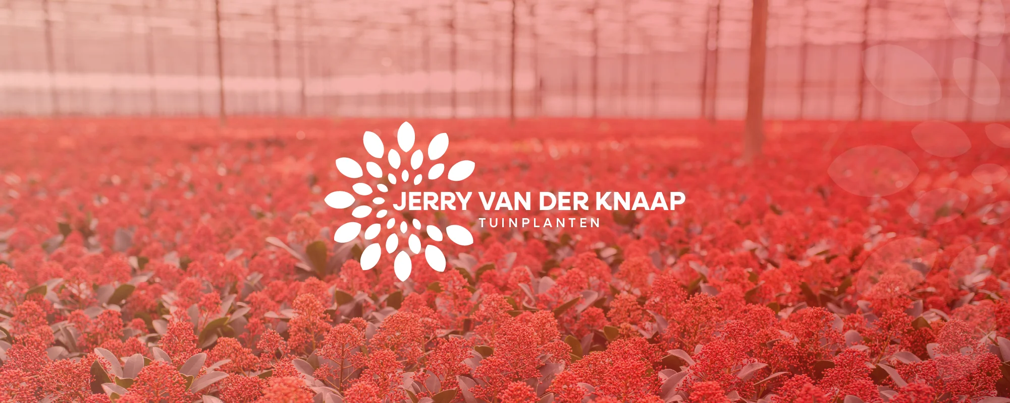 Foto Team Studio MVP