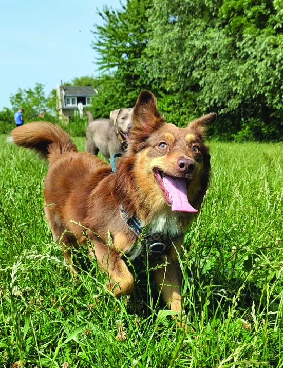 JP’s Pack Doggy Day Care