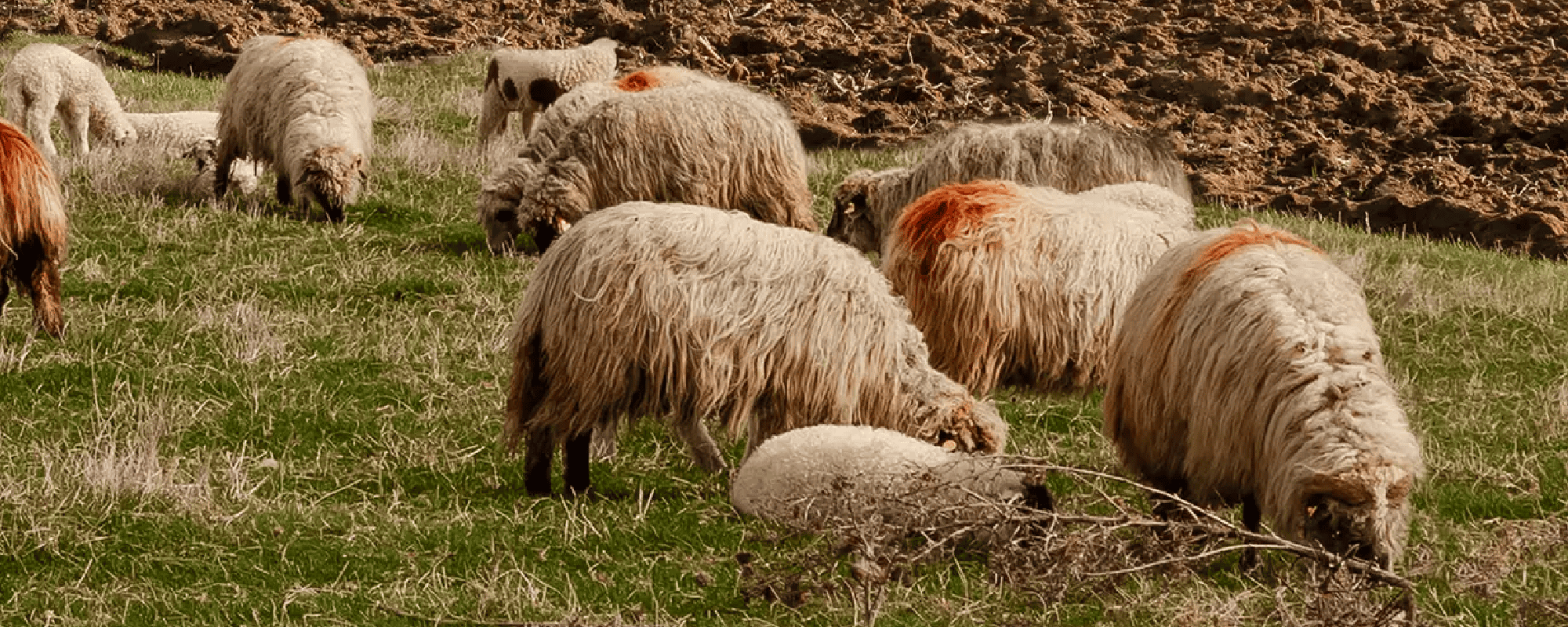 Foto Team Studio MVP