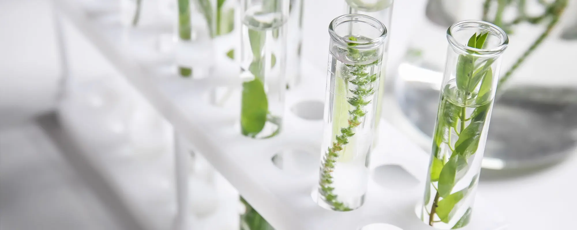 Foto Team Studio MVP