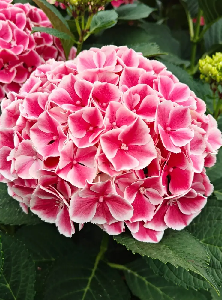 Pico Bello Hortensia