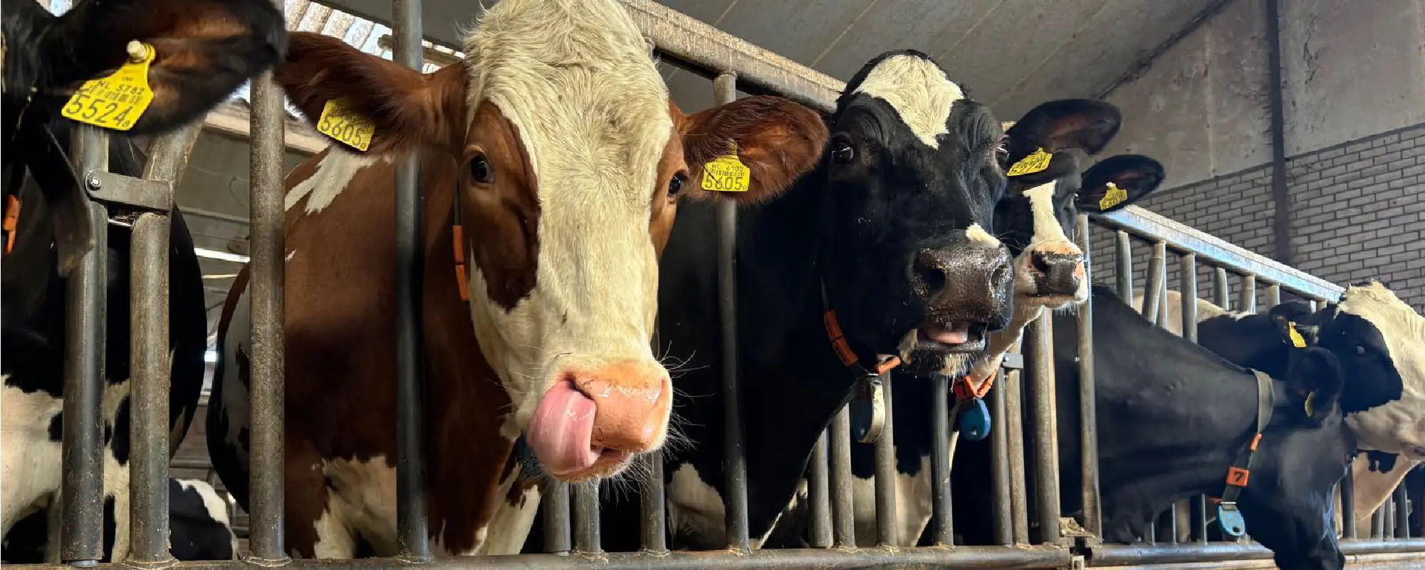 Foto Team Studio MVP