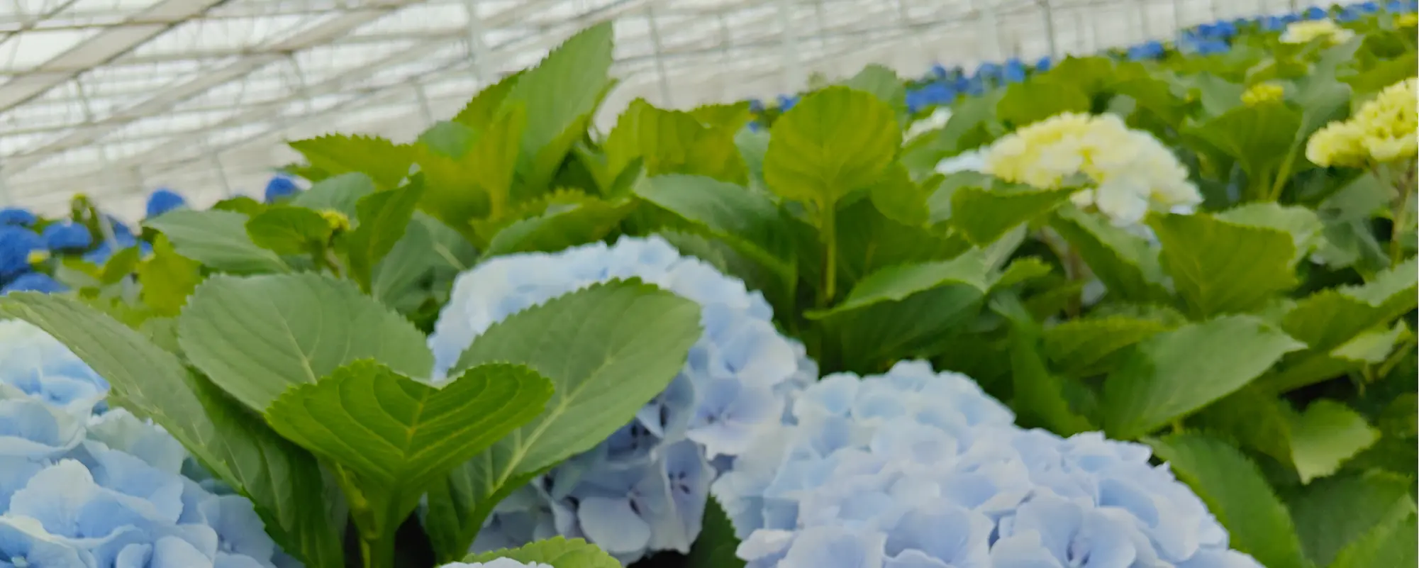 Foto Team Studio MVP