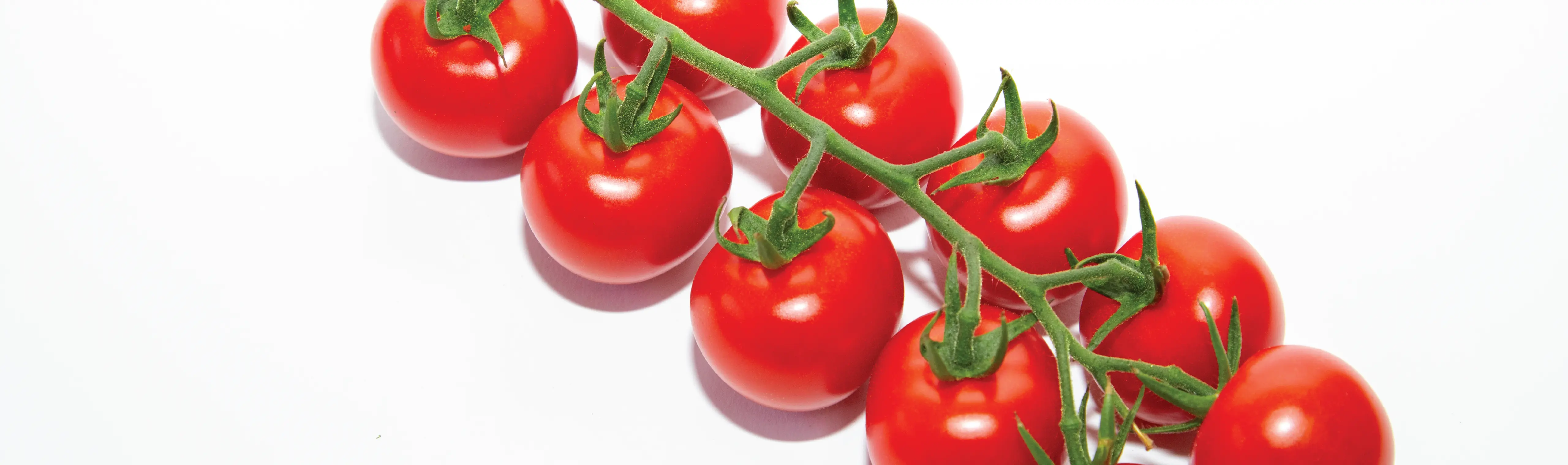 Foto Team Studio MVP