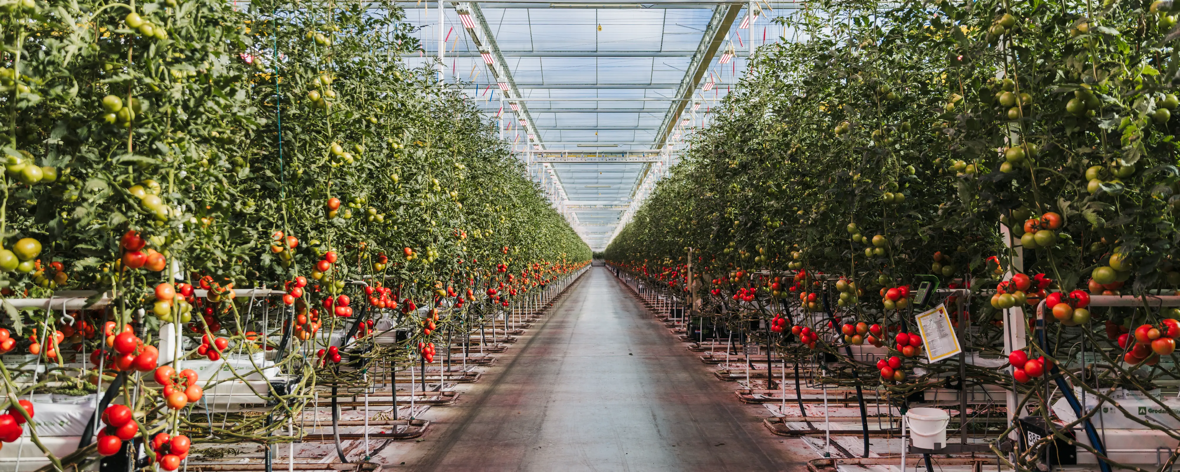 Schenkeveld Tomaten