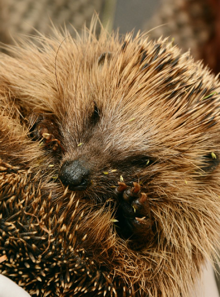 Dieren opvang centrum Westland