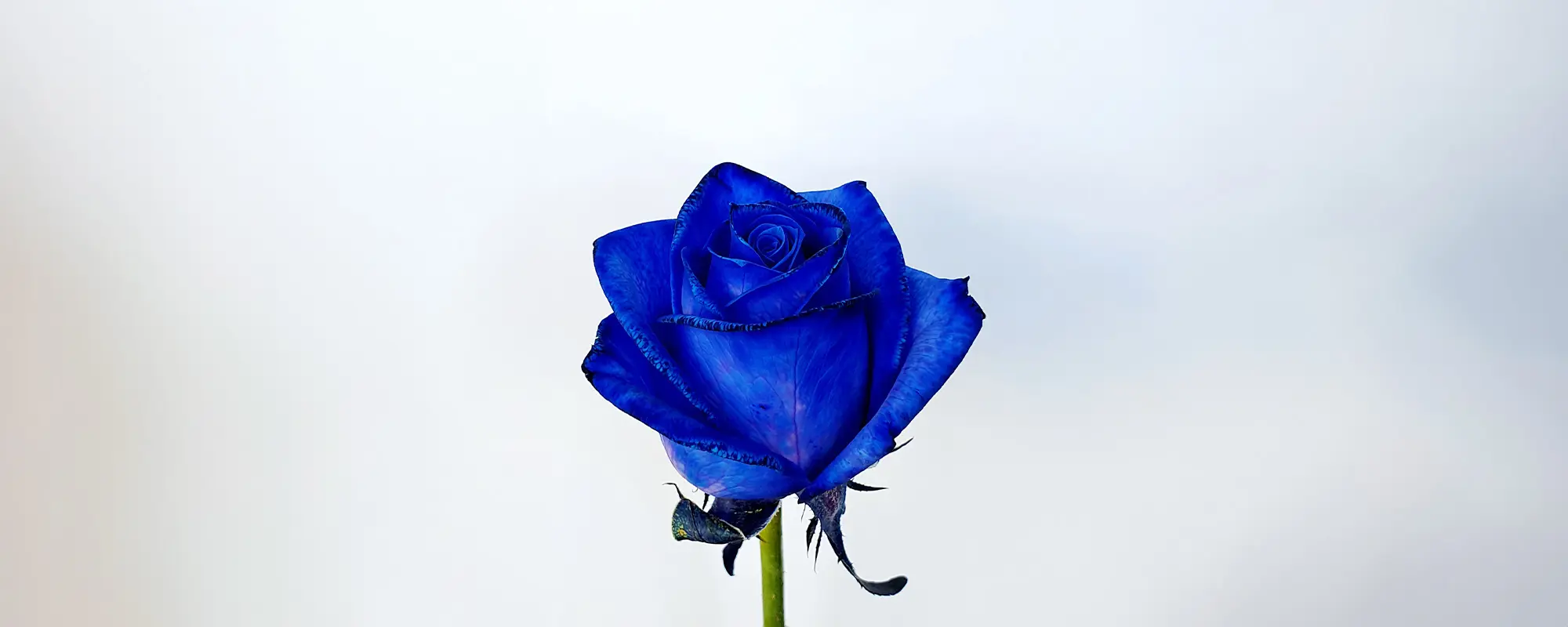 Foto Team Studio MVP