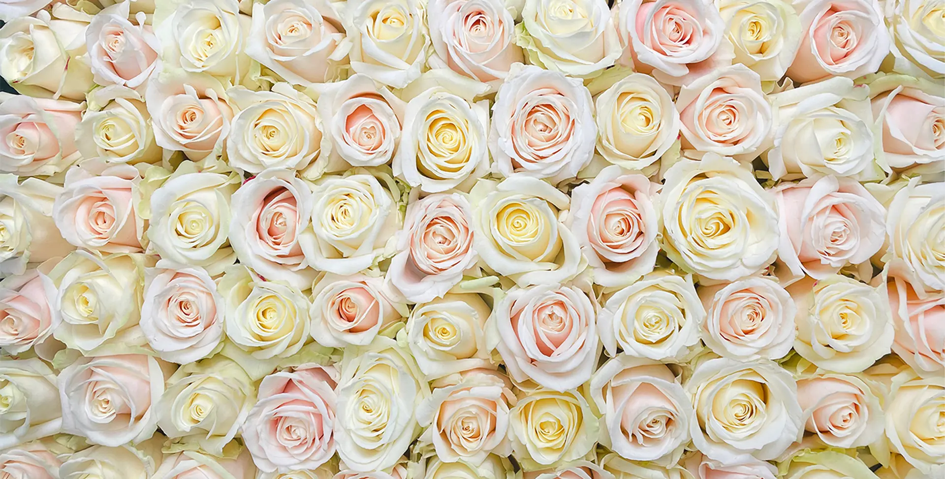 Foto Team Studio MVP