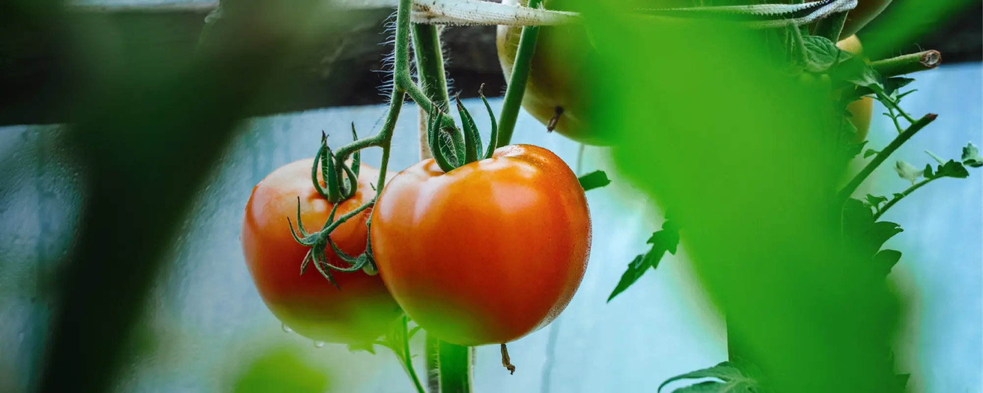 Foto Team Studio MVP