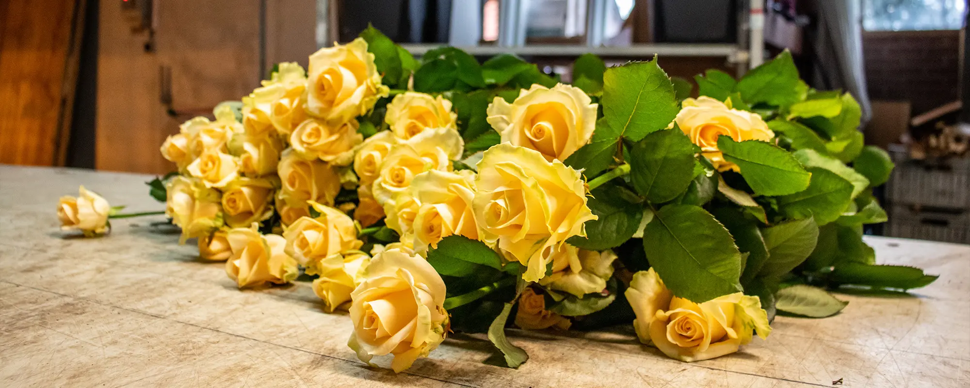 Foto Team Studio MVP