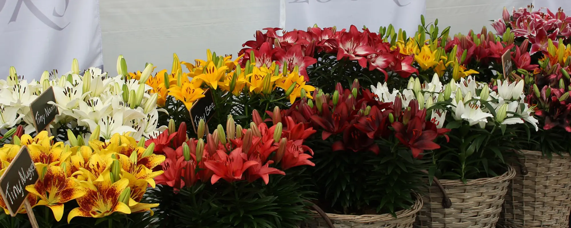 Foto Team Studio MVP