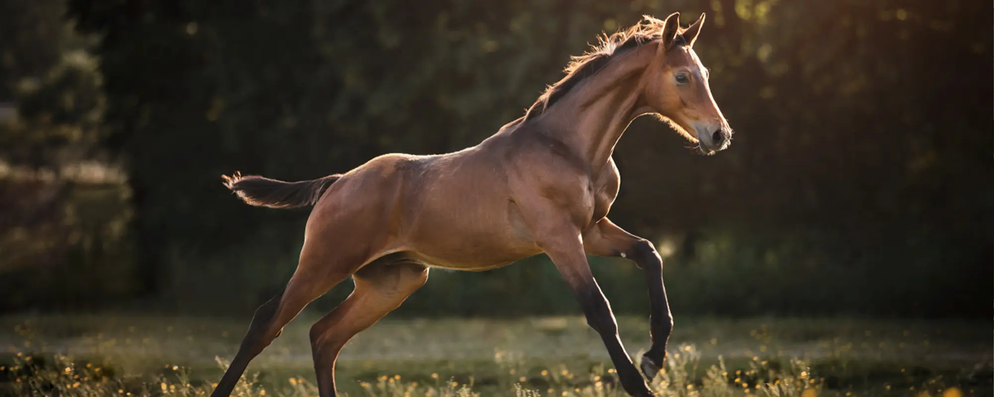 Foto Team Studio MVP