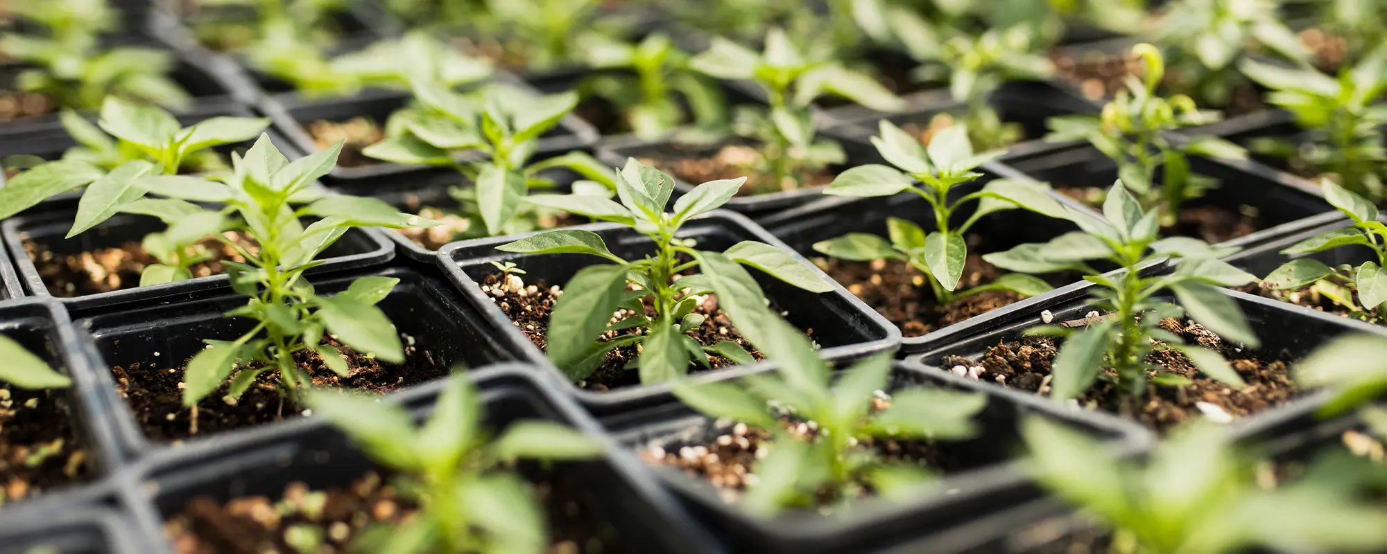 Foto Team Studio MVP