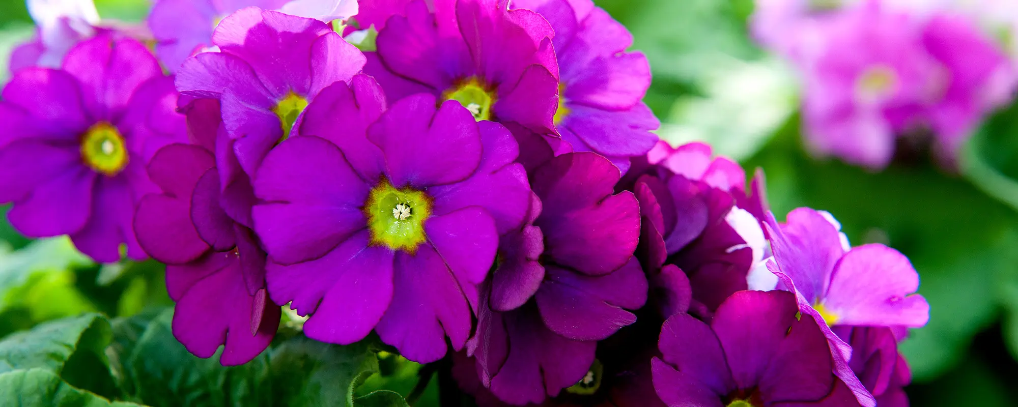 Foto Team Studio MVP