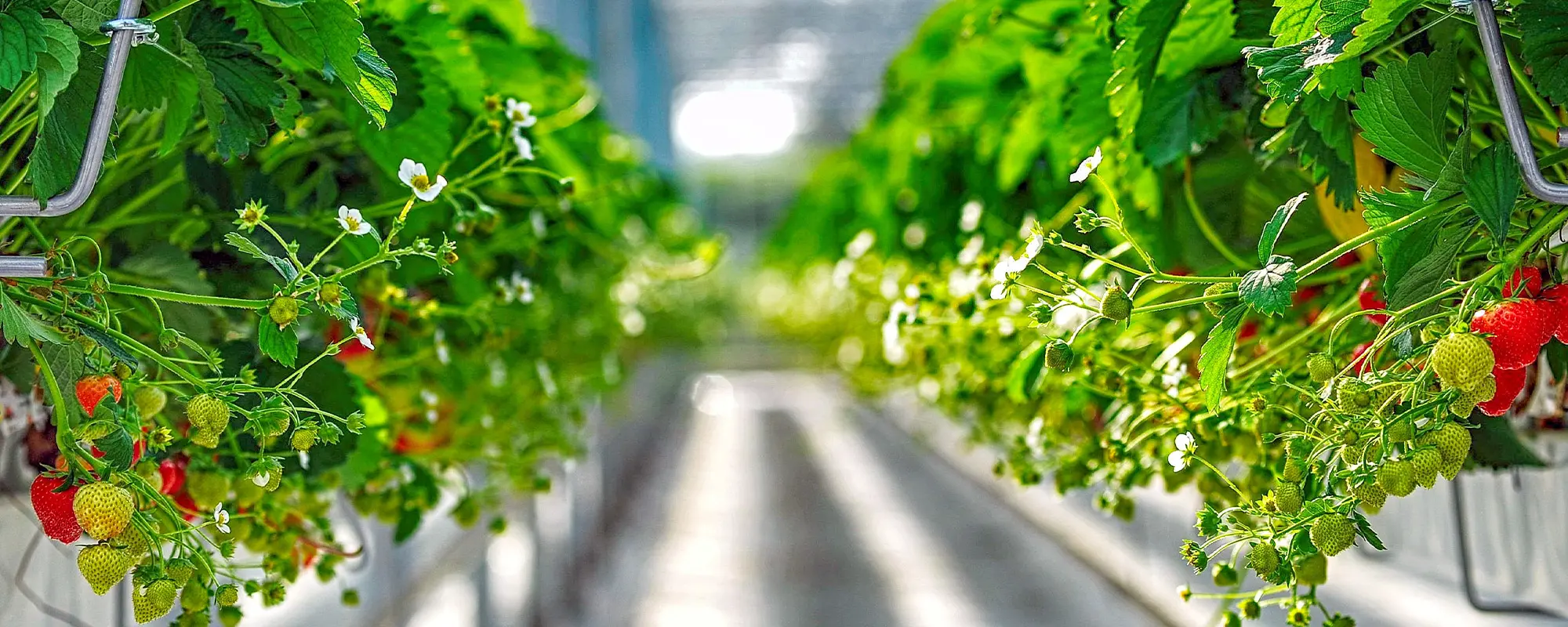 Foto Team Studio MVP