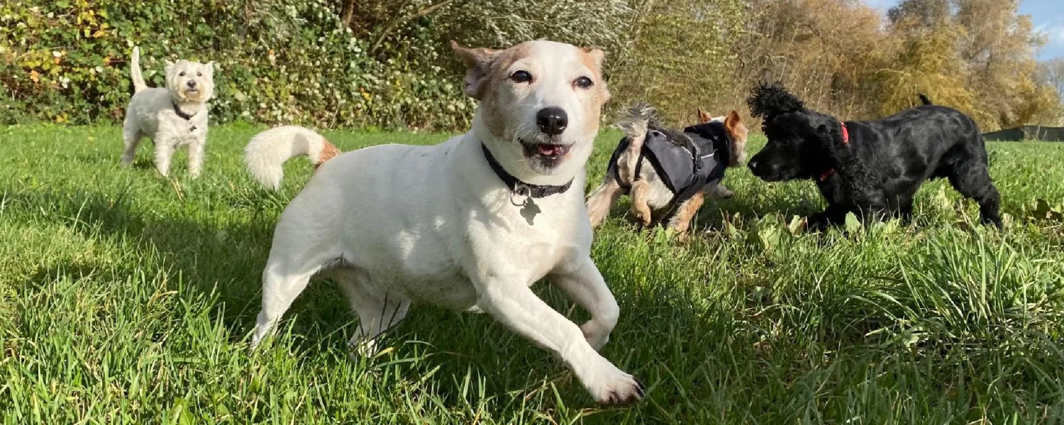 Foto Team Studio MVP