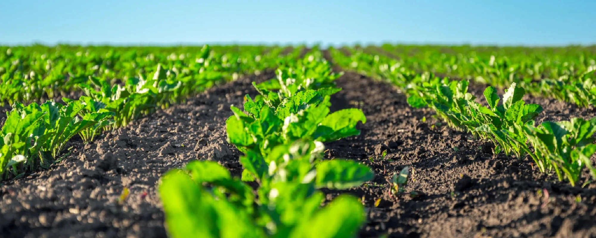 Foto Team Studio MVP