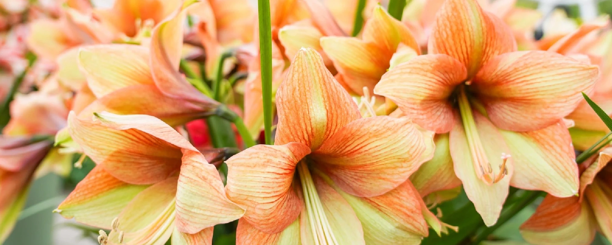 Foto Team Studio MVP