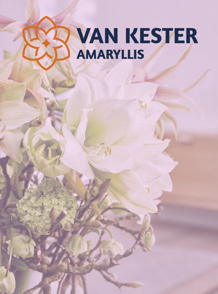 Van Kester Amaryllis