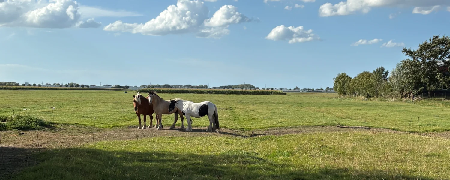 Foto Team Studio MVP