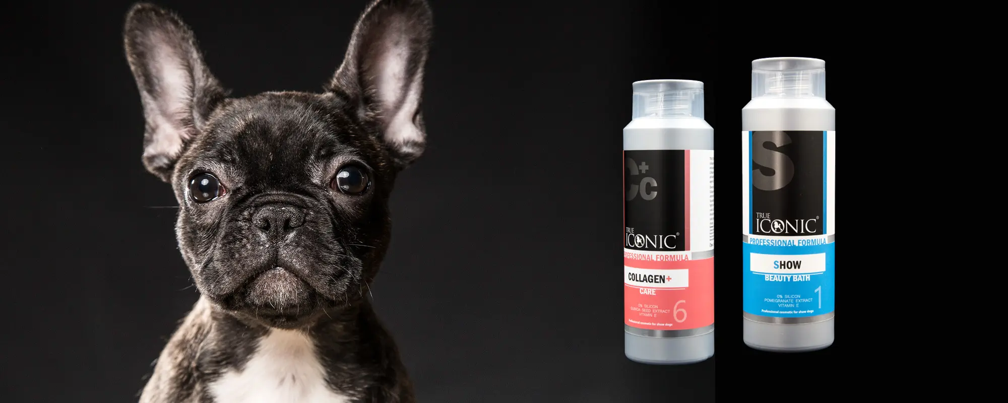 Foto Team Studio MVP