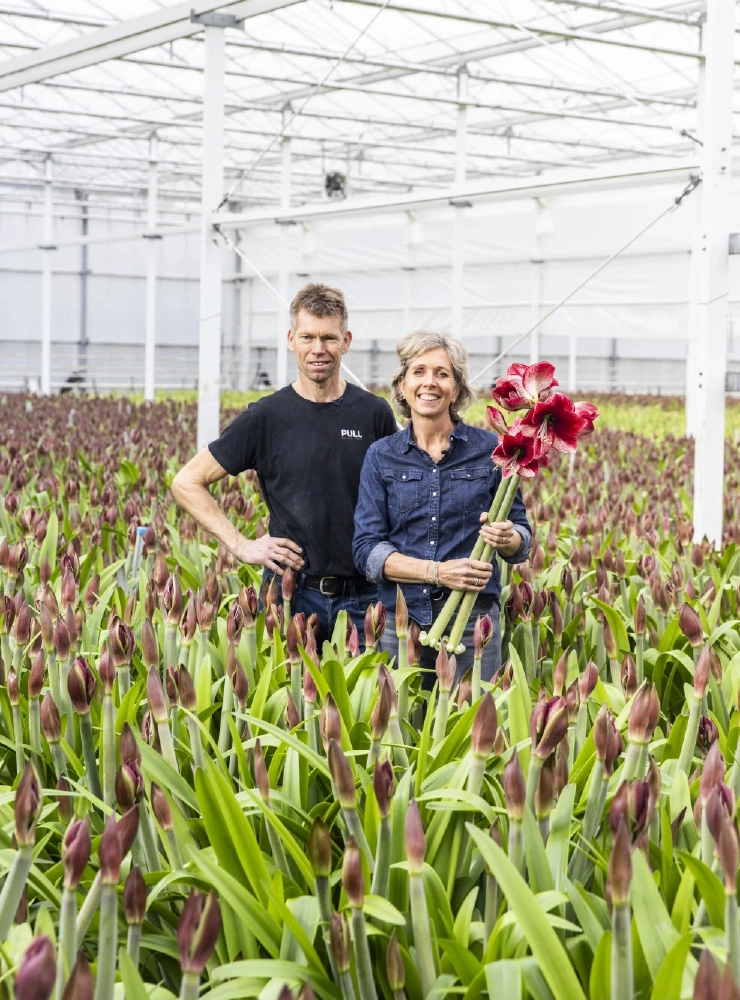 Amaryllis kwekerij Marrewijk