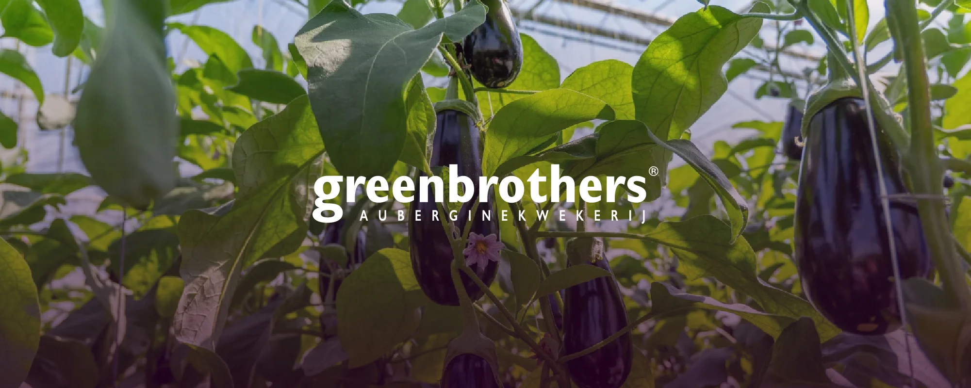 Foto Team Studio MVP